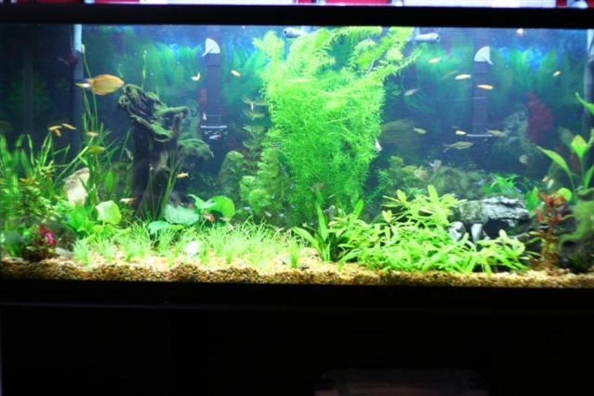 Rated #100: 125 Gallons Planted Tank - This is the same tank, with out the ferns on the side and the new Grass in the middle