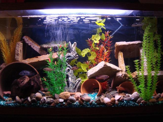 40 gallons freshwater fish tank (mostly fish and non-living decorations) - na