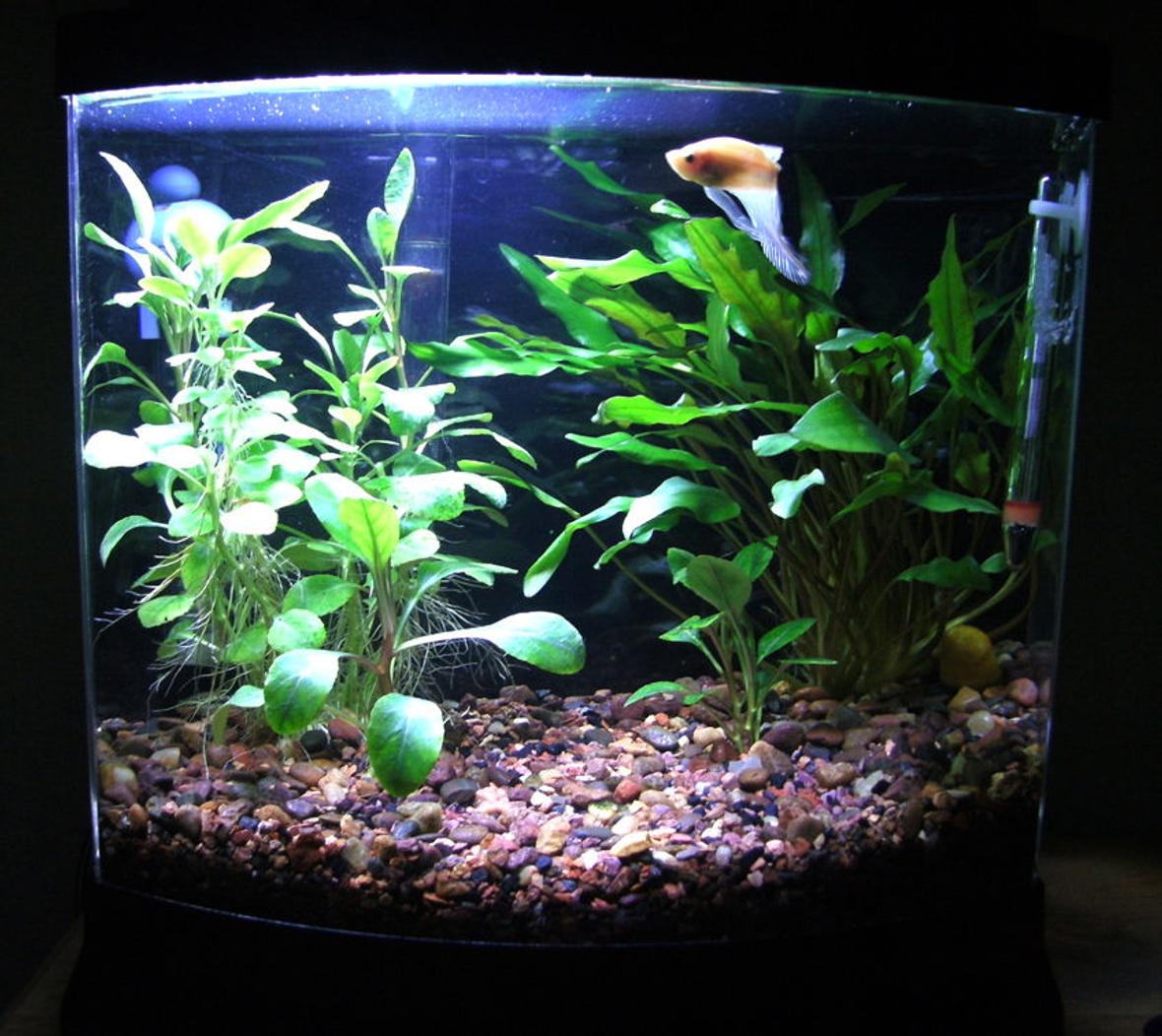 3 gallons planted tank (mostly live plants and fish) - My 2.5 betta tank. His name is Boo.