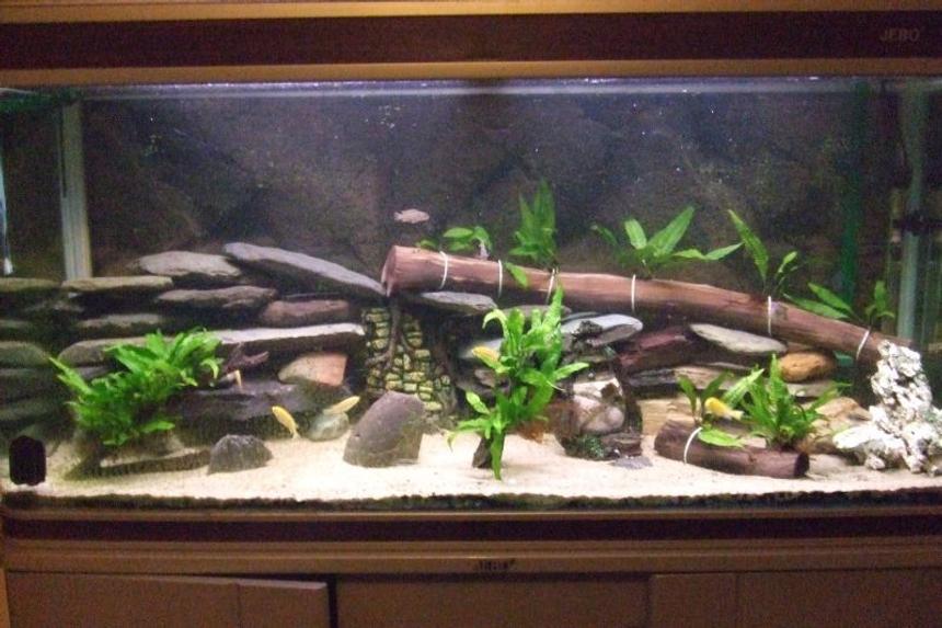 Rated #47: 75 Gallons Freshwater Fish Tank - 75gal Lake Malawi Cichlids
