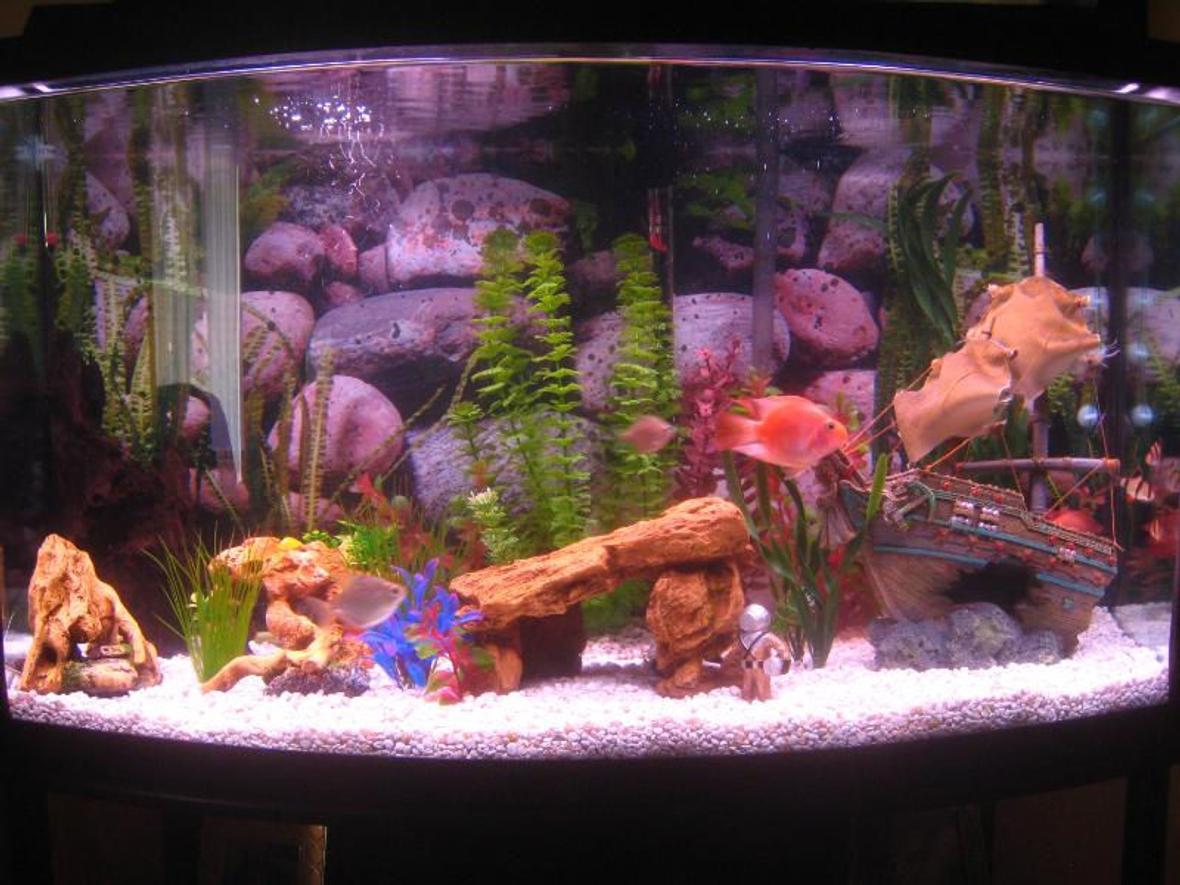 46 gallons freshwater fish tank (mostly fish and non-living decorations) - 46 Gallon Bow Front Freshwater Tank