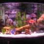 46 gallons freshwater fish tank (mostly fish and non-living decorations) - 46 Gallon Bow Front Freshwater Tank