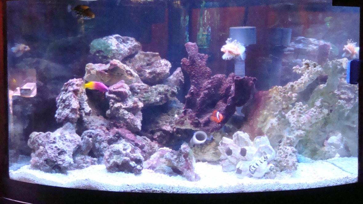 75 gallons saltwater fish tank (mostly fish, little/no live coral) - 54g corner