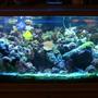 75 gallons reef tank (mostly live coral and fish) - 75g reef