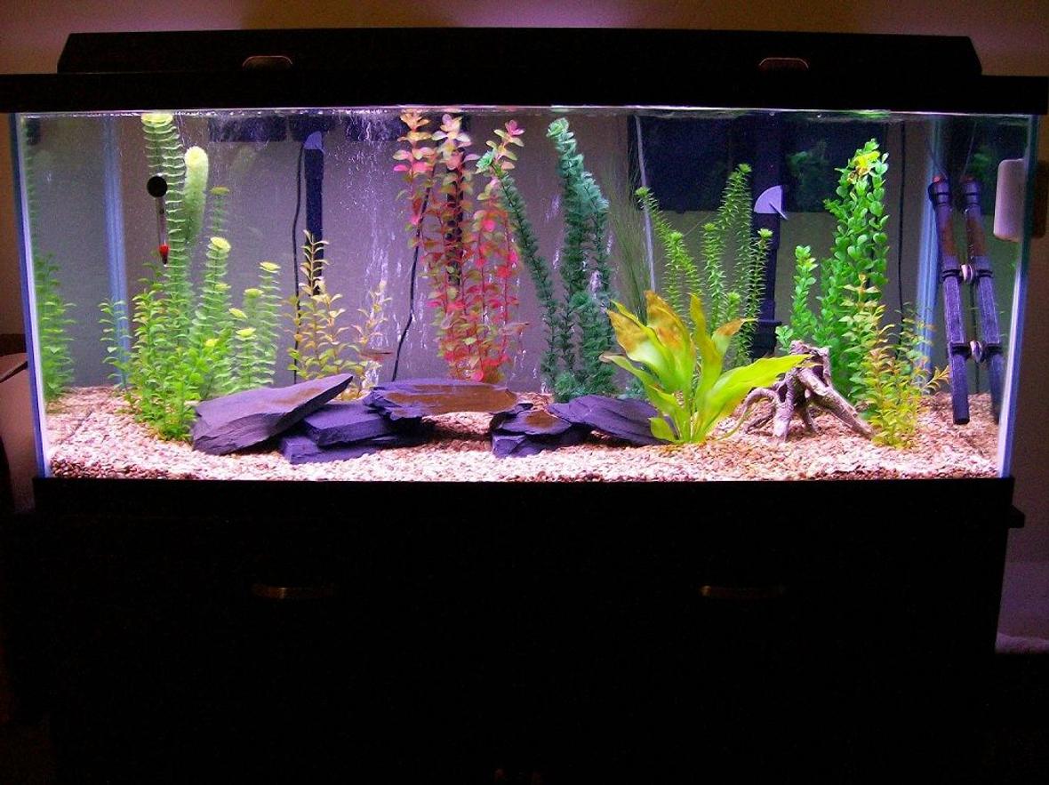 fish tank picture - 75g rectangle tank. 9 Buenos Aires Tetra. Filter: Emperor 400 & 2 Penguin 150's Established April 2009