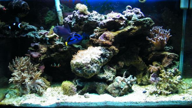 29 gallons reef tank (mostly live coral and fish) - my tank