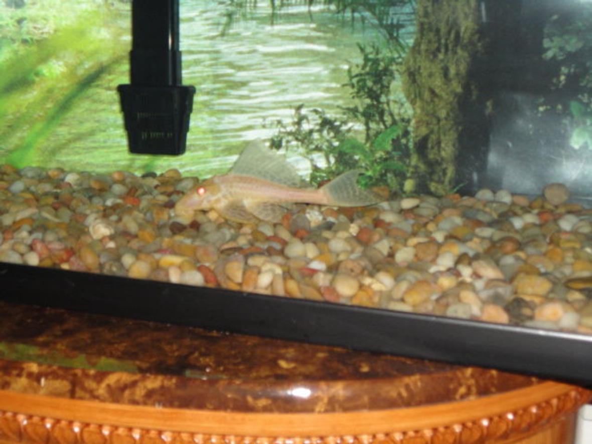 60 gallons freshwater fish tank (mostly fish and non-living decorations) - Albino Sailfin Pleco