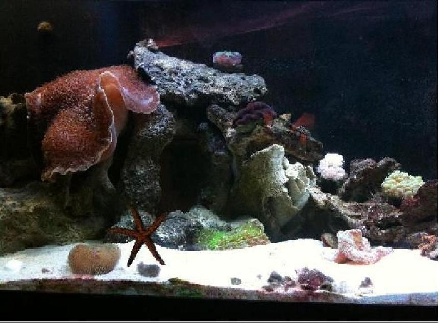 Rated #103: 125 Gallons Reef Tank - Left side
