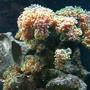 corals inverts - euphyllia paradivisa - frogspawn coral stocking in 125 gallons tank - Frogspawn this peice got moved around too much and now its hurting pretty bad