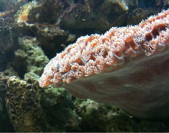 corals inverts - duncanopsammia axifuga - duncanopsammia coral stocking in 125 gallons tank - Moon coral great pic i rescued this one from the grave when i took it it was all white and had no polyp extention at all now its one of my show pieces