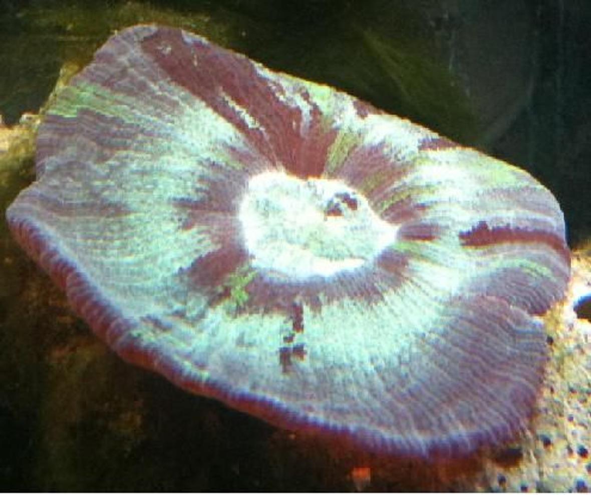 corals inverts - trachyphyllia radiata - wellso flat brain coral stocking in 125 gallons tank - I love this guy hes always doing something different today hes square normal hes round