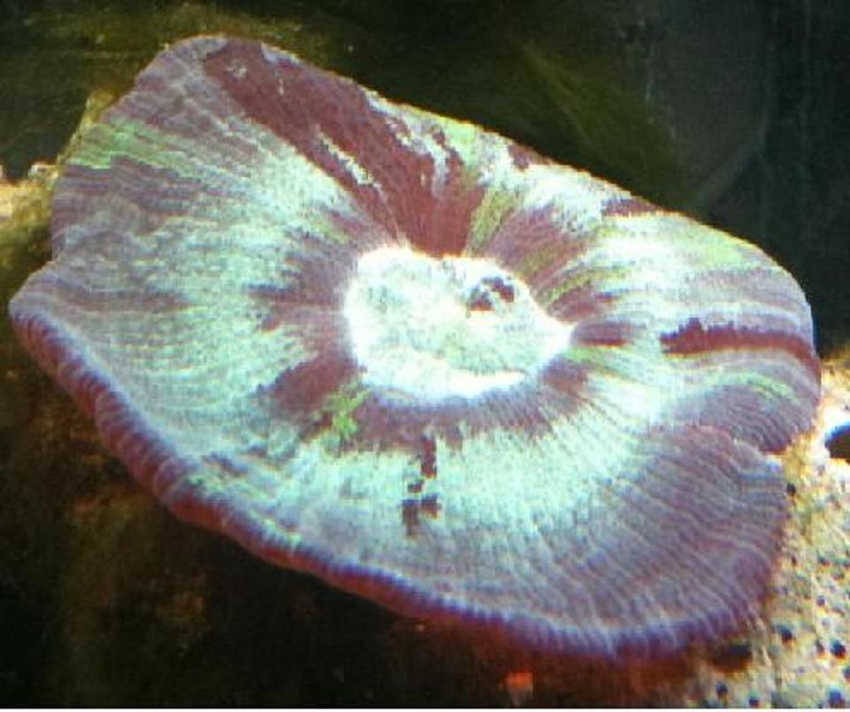 corals inverts - trachyphyllia radiata - wellso flat brain coral stocking in 125 gallons tank - I love this guy hes always doing something different today hes square normal hes round