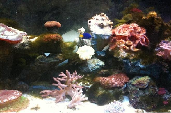 corals inverts - seriatopora hystrix - birdsnest coral stocking in 125 gallons tank - MiddleLeft side