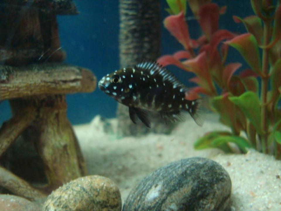 freshwater fish - tropheus duboisii - duboisi cichlid stocking in 20 gallons tank - duboisi fry