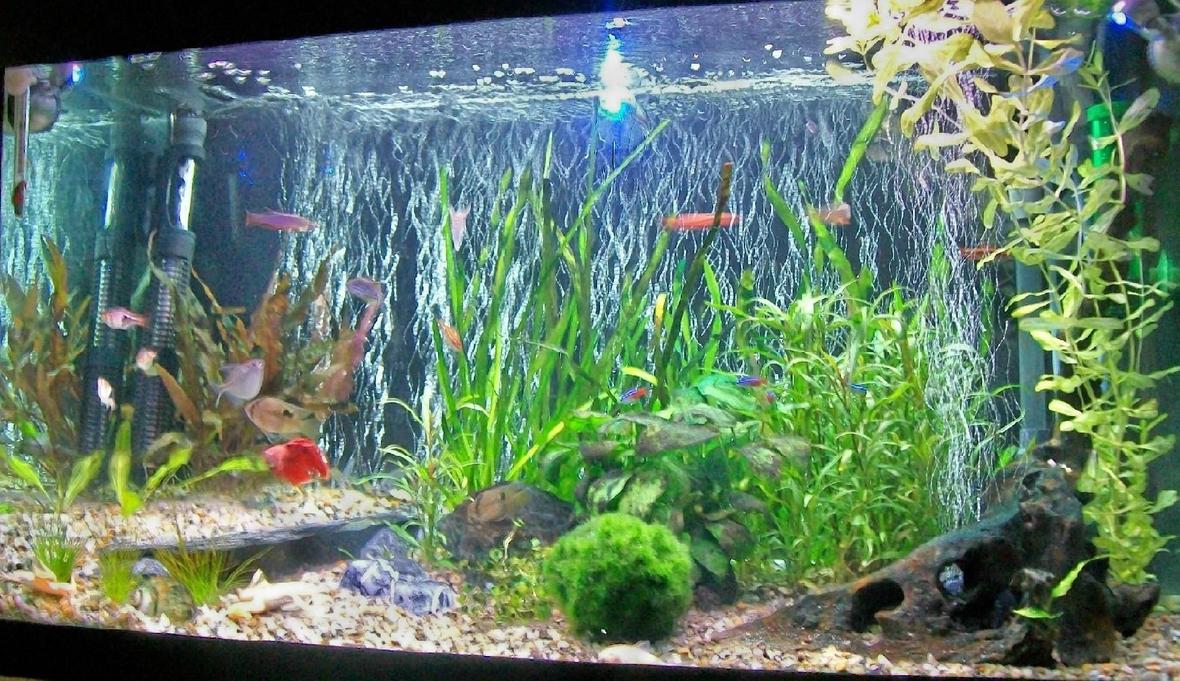 25 gallons freshwater fish tank (mostly fish and non-living decorations) - My tank
