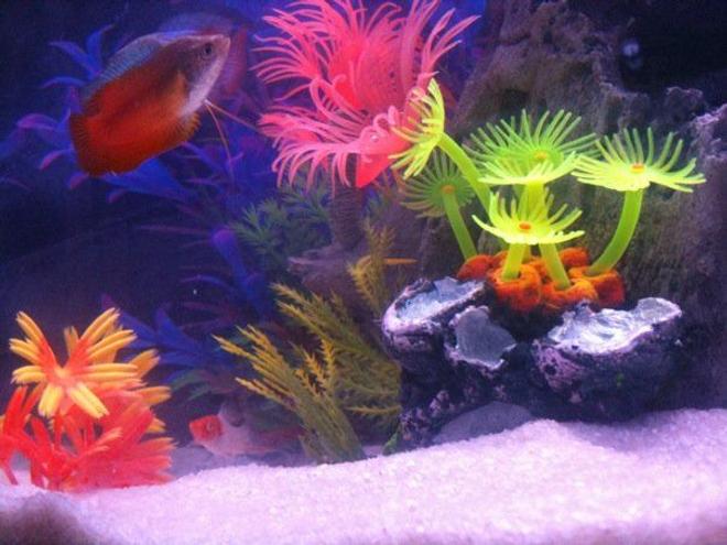 freshwater fish - colisa lalia - flame dwarf gourami stocking in 36 gallons tank - Red Dwarf Guarami