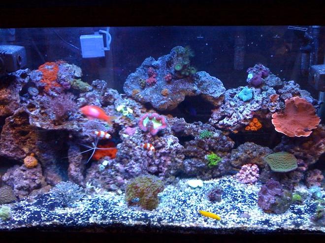 65 gallons reef tank (mostly live coral and fish) - My 65