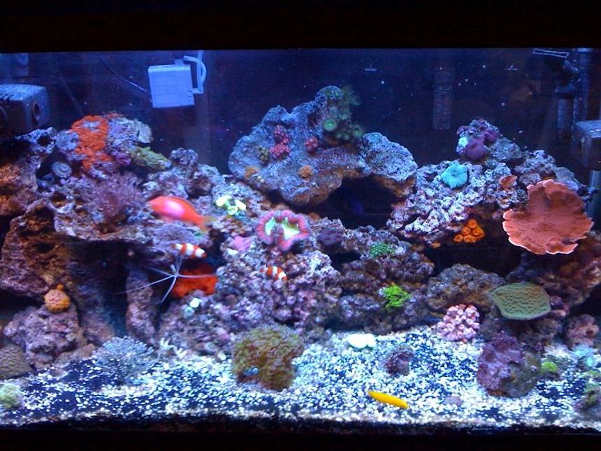 Rated #95: 65 Gallons Reef Tank - My 65