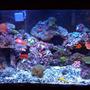 65 gallons reef tank (mostly live coral and fish) - My 65