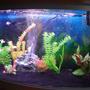 fish tank picture - Additional pic 6
