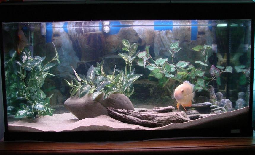 Rated #107: 200 Gallons Freshwater Fish Tank - Fluval Roma 200 with external filter
Contains a breeding pair of severums