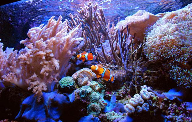 saltwater fish - amphiprion percula - true percula clownfish stocking in 125 gallons tank - Perculas at home