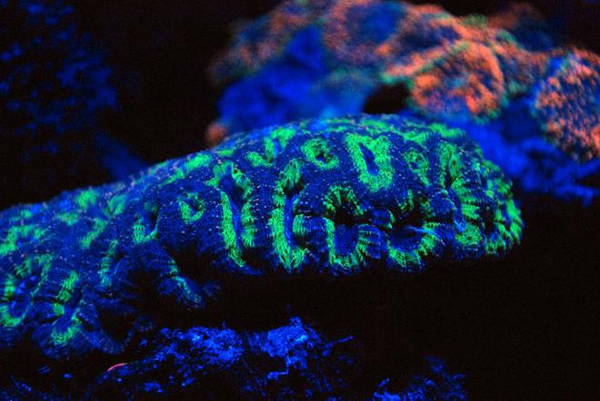 corals inverts - favia sp. - favia coral stocking in 125 gallons tank - Open brain under led's moonlights