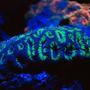 corals inverts - favia sp. - favia coral stocking in 125 gallons tank - Open brain under led's moonlights
