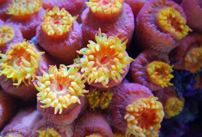 corals inverts - tubastrea faulkneri - orange sun coral stocking in 125 gallons tank - Sun coral
