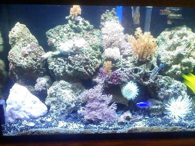 20 gallons reef tank (mostly live coral and fish) - my first saltwater tank