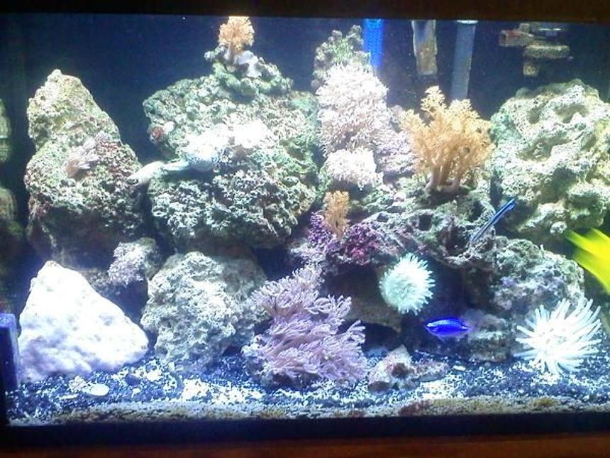 Rated #93: 20 Gallons Reef Tank - my first saltwater tank