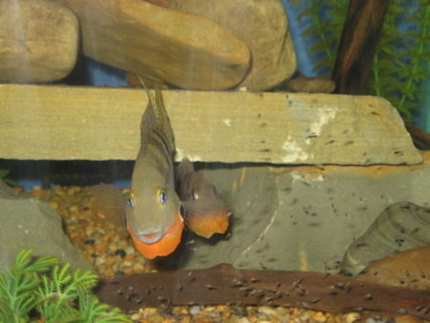 Rated #32: Freshwater Fish - Thorichthys Meeki - Firemouth Cichlid Stocking In 75 Gallons Tank - Firemouth Cichlid Parents protecting young fry from my finger.