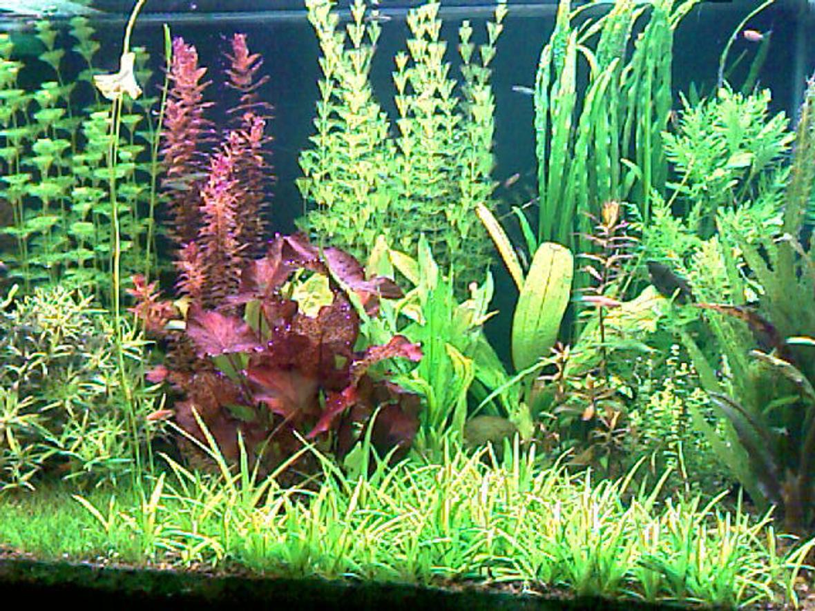 52 gallons planted tank (mostly live plants and fish) - This is my planted tank 200 liter