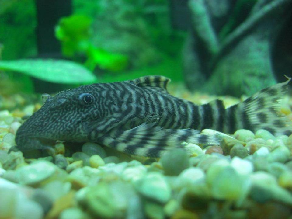 freshwater fish - peckoltia vermiculata - tiger pleco (l-02) stocking in 1200 gallons tank - Tiger Pleco!