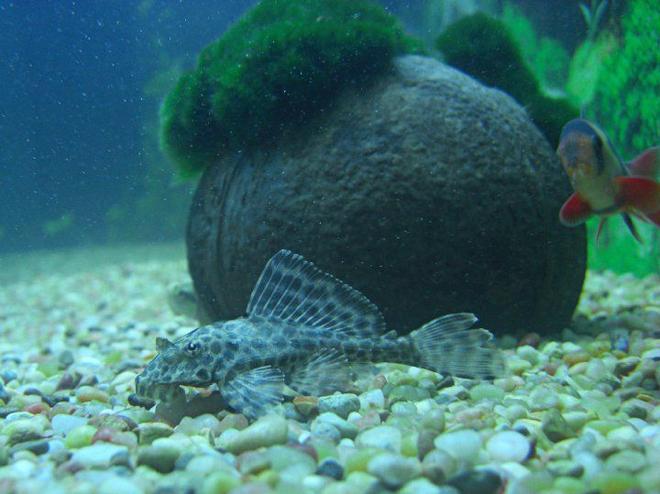 freshwater fish - glyptoperichthys gibbiceps - sailfin pleco (l-83) stocking in 1200 gallons tank - Gibbicep pleco and clown loach
