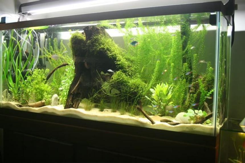 Rated #43: 75 Gallons Planted Tank - Planted tank, java moss, and anacharis.