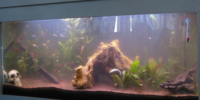 55 gallons planted tank (mostly live plants and fish) - This is my No Tech Planted Tank