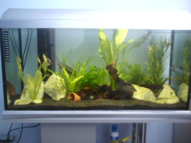 26 gallons planted tank (mostly live plants and fish) - New fish and plants just been added :) any suggestion for new fish to try?