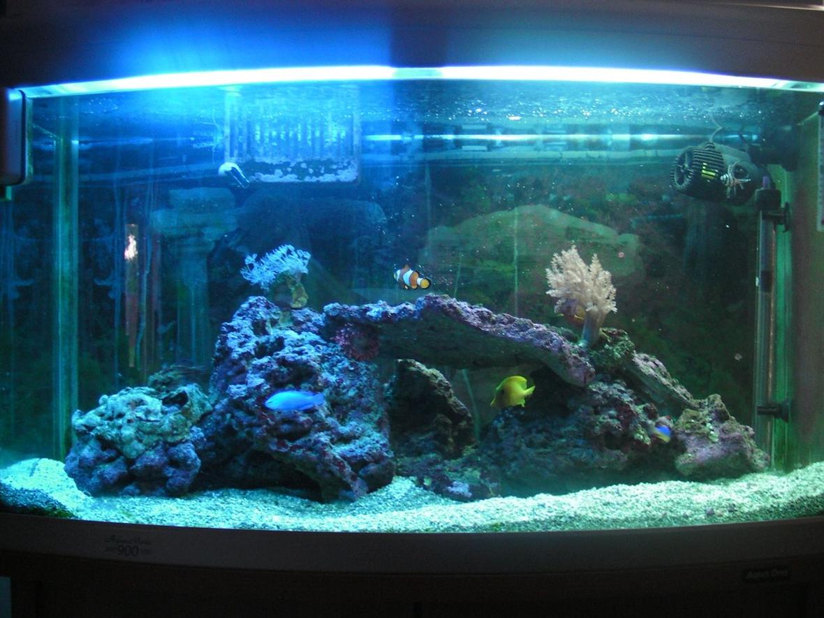 46 gallons saltwater fish tank (mostly fish, little/no live coral) - 200 Lt Tank. Contains:Coral beauty angelfish, Royal gramma, Banggai cardinal, Percula clown, Blue damsel, Yellowtail damsel, Mandarin, Yellow tang, Bubble-tip anemone, live rock, couple of corals.