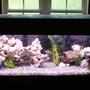 75 gallons freshwater fish tank (mostly fish and non-living decorations) - 75 gallon mixed African tank