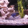 fish tank picture - Copadichromus Azureus