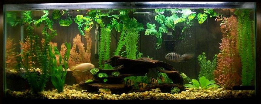 Rated #64: 55 Gallons Freshwater Fish Tank - My 55 gal tank