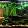 55 gallons freshwater fish tank (mostly fish and non-living decorations) - My 55 gal tank
