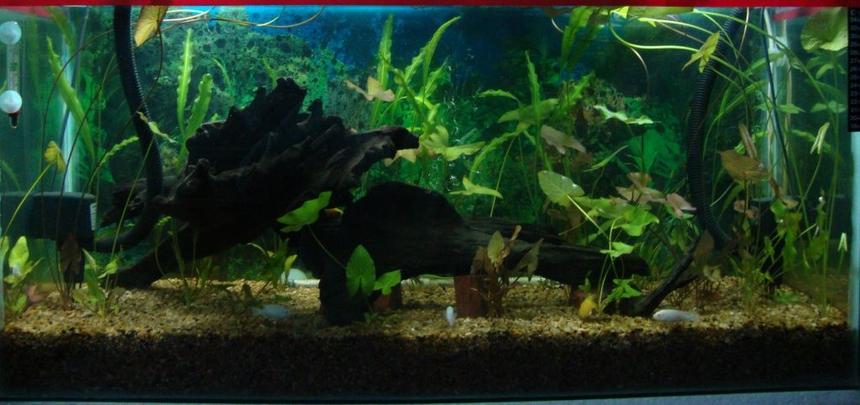 Rated #153: 500 Gallons Planted Tank - Nature is in living room................