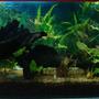500 gallons planted tank (mostly live plants and fish) - Nature is in living room................