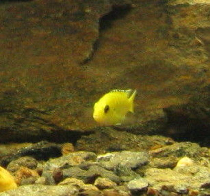 Rated #122: Freshwater Fish - Labidochromis Caeruleus - Electric Yellow Cichlid Stocking In 55 Gallons Tank - cichlid