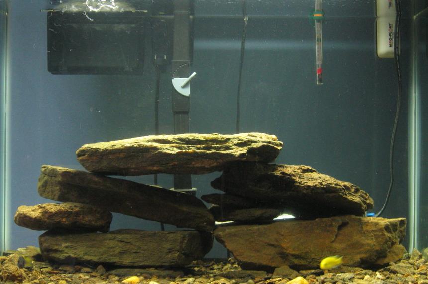 Rated #365: 55 Gallons Freshwater Fish Tank - my cichlid tank