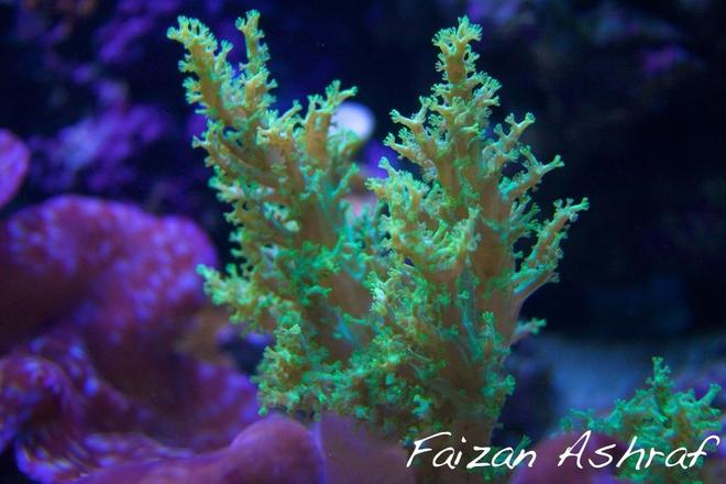 corals inverts stocking in 150 gallons tank - *This Species Extinct In The Wild*
 
African Green Tree Coral