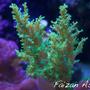 corals inverts stocking in 150 gallons tank - *This Species Extinct In The Wild* African Green Tree Coral