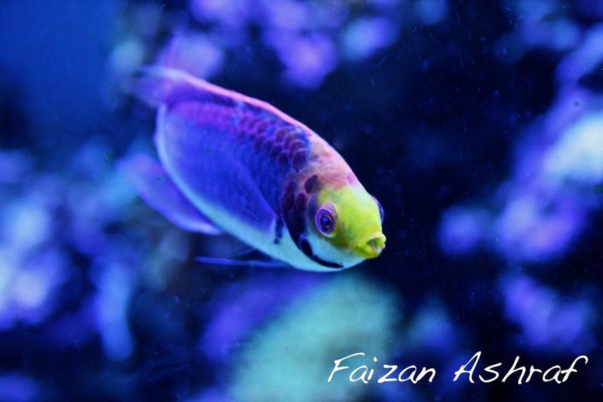 Rated #23: Saltwater Fish - Cirrhilabrus Lubbocki - Lubbock's Fairy Wrasse Stocking In 150 Gallons Tank - Tricolour Wrasse